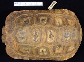 Media type: image; Herpetology R-33450